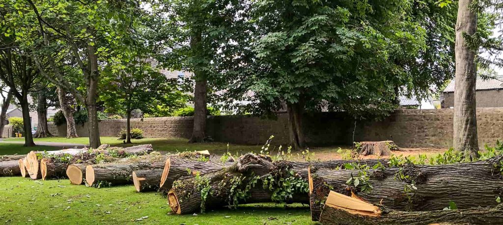 Why Emergency Tree Removal Costs Vary and How to Get the Best Deal