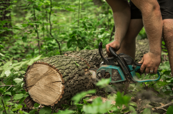 When Is the Right Time for Tree Removal in Your Backyard? When Is the Right Time for Tree Removal in Your Backyard?